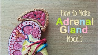 How to make Adrenal Gland 3d Model