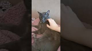 Petting Cat Haru Who Longs for Tender Love! #cat #haru #cute #cutecat #catvideos