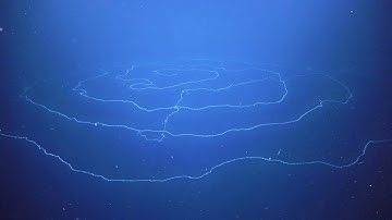 Beautiful Giant Siphonophore Apolemia at Abyssal Deep Sea Canyons Off Ningaloo