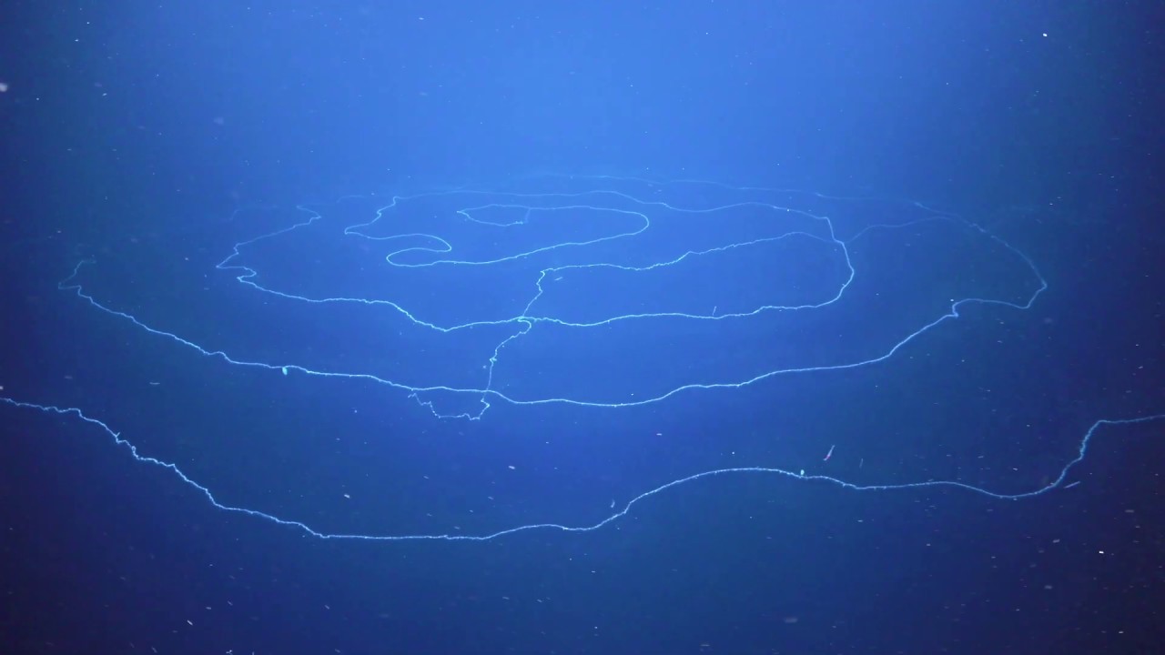 Beautiful Giant Siphonophore Apolemia at Abyssal Deep Sea Canyons Off Ningaloo