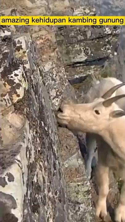 amazing kehidupan kambing gunung