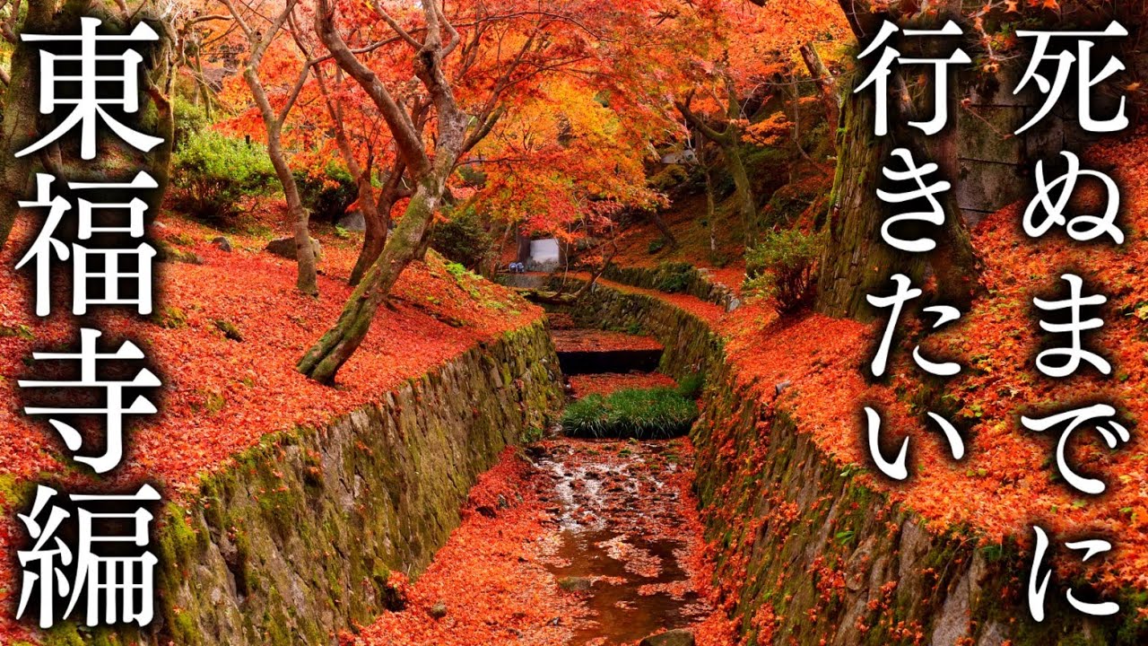 【東福寺エリア6選】秋に行きたい京都の紅葉絶景（光明院/泉涌寺/雲龍院/今熊野観音寺） - Kyoto in 8K