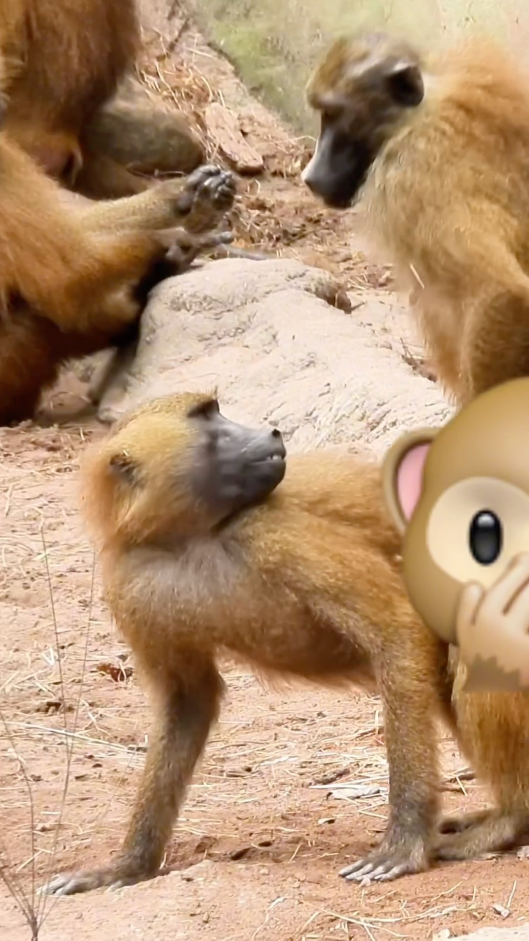 Monkeys Playing