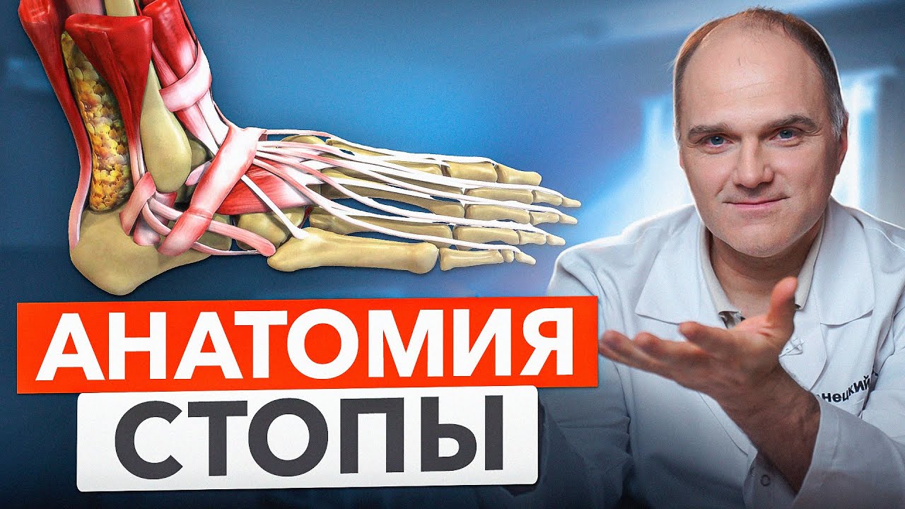 Анатомия стопы человека. Как устроена стопа человека.