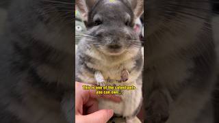 Chinchilla  Cuteness Overload