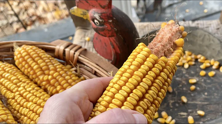 ASMR Dry Corn Shucking & Shelling! (No talking onl...