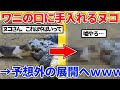 【2ch動物スレ】なぜかワニの口に手を突っ込むネッコ→予想外の展開へwwwww
