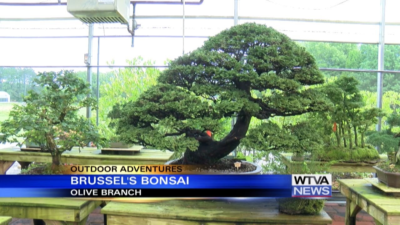 Outdoor Adventures with Chelsea: Brussel's Bonsai in Olive Branch