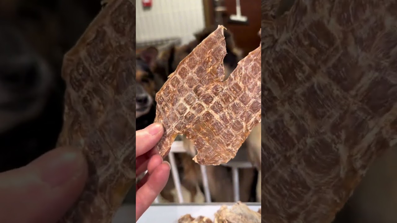 The dogs eyes lit up when they saw the dried duck meat. It was even more delicious when th