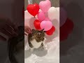 bathing time #shorts #cat #cats #catshorts #youtubeshorts