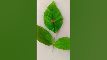 30 सितंबर अष्टमी को करे मनोकामना पूर्ति का अचूक उपाय#trending#upay#ytshorts#love#shiv#art#youtube