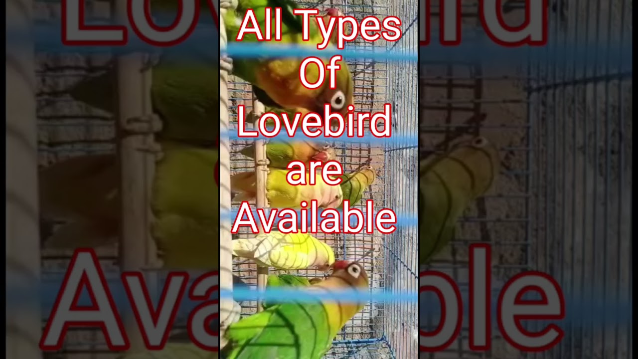 VIP PET SHOP ALINAGAR CHAURAHA MUBARAKPUR AZAMGARH UP 9455312516