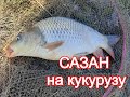 Сазан на кукурузу в сентябре. Рыбалка на Ингуле. Ловля сазана на донки в реке осенью. Рыбалка осенью