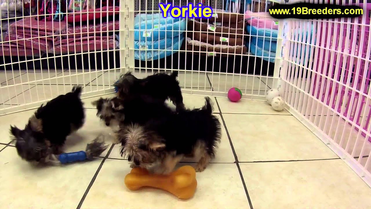 Yorkshire,Terrier, Puppies, For, Sale, In, Boise City, Idaho, ID