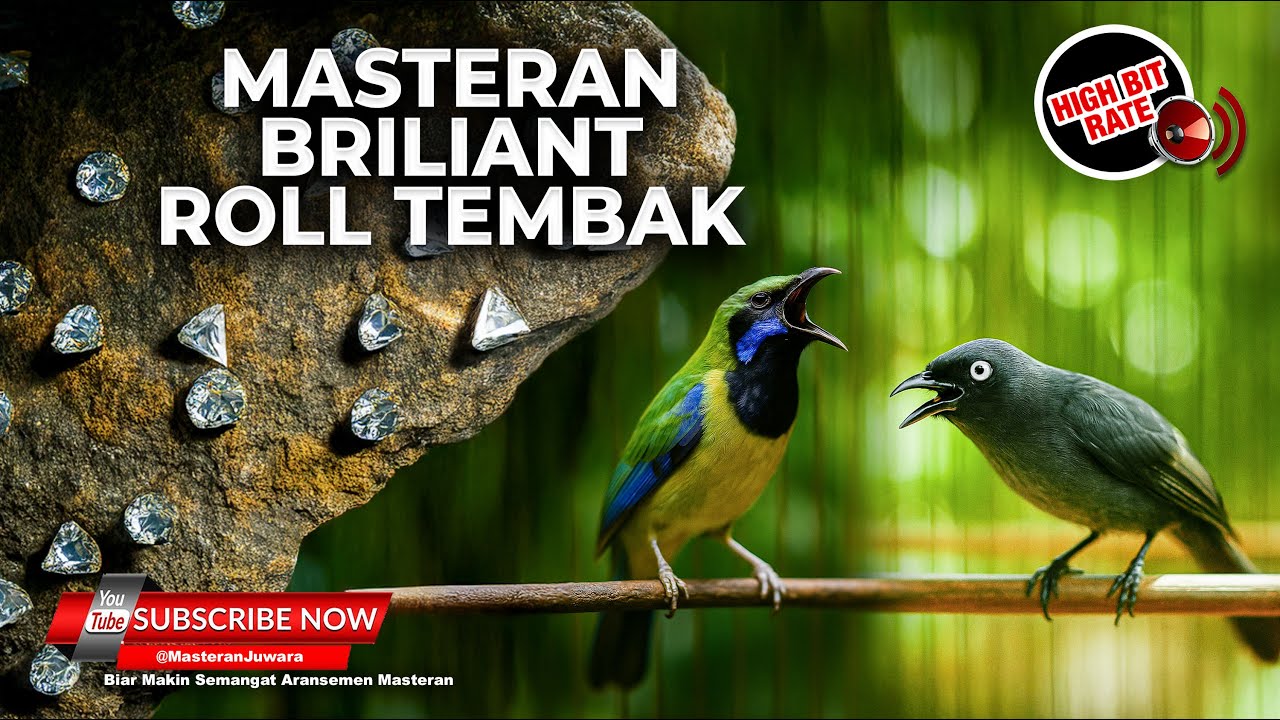 🔴 Live Tembakan Maut Cucak Cungkok Super Gacor vs Srigunting Abu Abu Kunti Tengkek Cililin