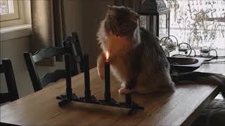 Maine Coon Felix. The Firefighter! by Maine Coon Felix 1,811 views 6 years ago 39 seconds