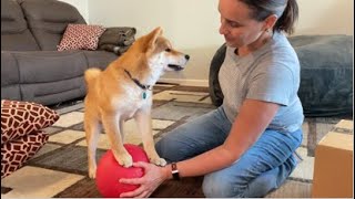 Taiko, 18 week old Shiba Puppy.  Training accomplishments.