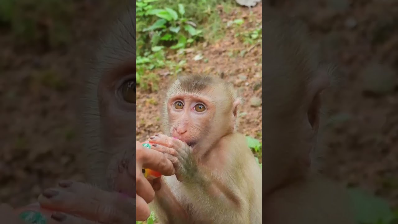 Poor Abandoned Baby Monkey Julie Need Milk And He Don't Want Stay With Sovana Group