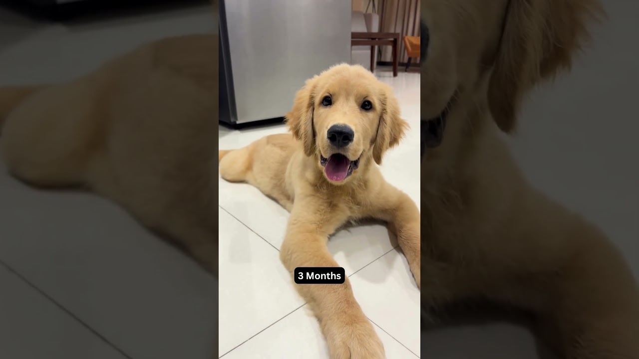 Cute Leo: 4 Weeks vs 3 Months Transformation! 🐾😍  