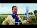 ドロンノール県の草原一面にシャクヤク、農村振興のモデルに
