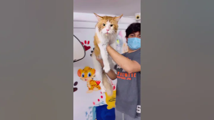 Watch the video about Big mainecoon cat #youtubeshorts