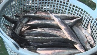 サンマ、大型船が初水揚げ  不漁傾向続く