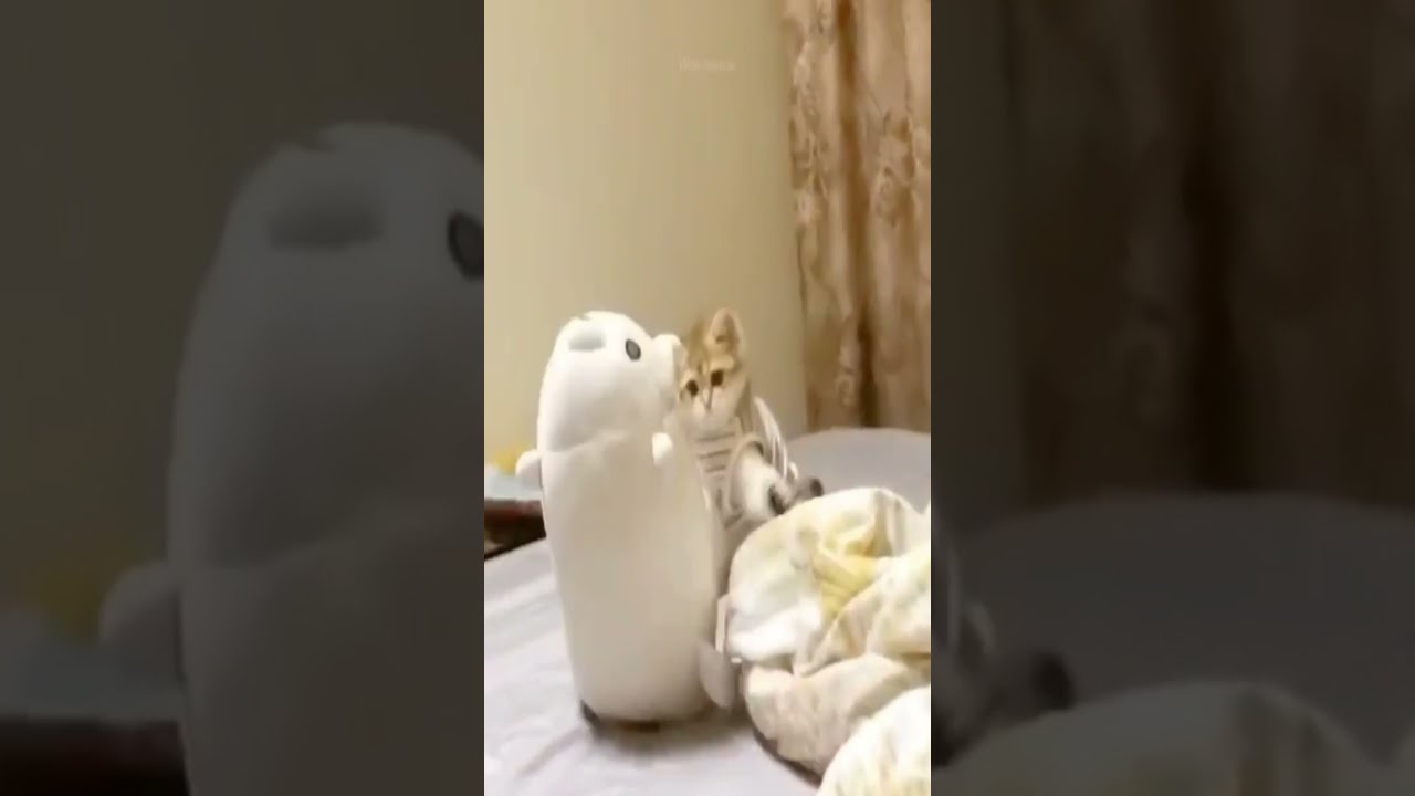 Dancing kitten Egyptian cat dancing video Tik Tok shorts 