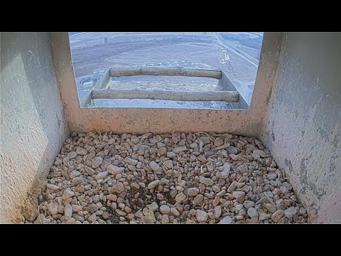 Iatan Falcon Nest Cam live cam preview