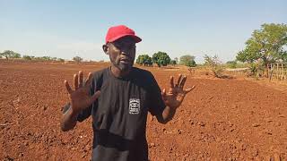 MAIZE FARMING