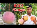 Jambu Red mango (R2E2 mango)
