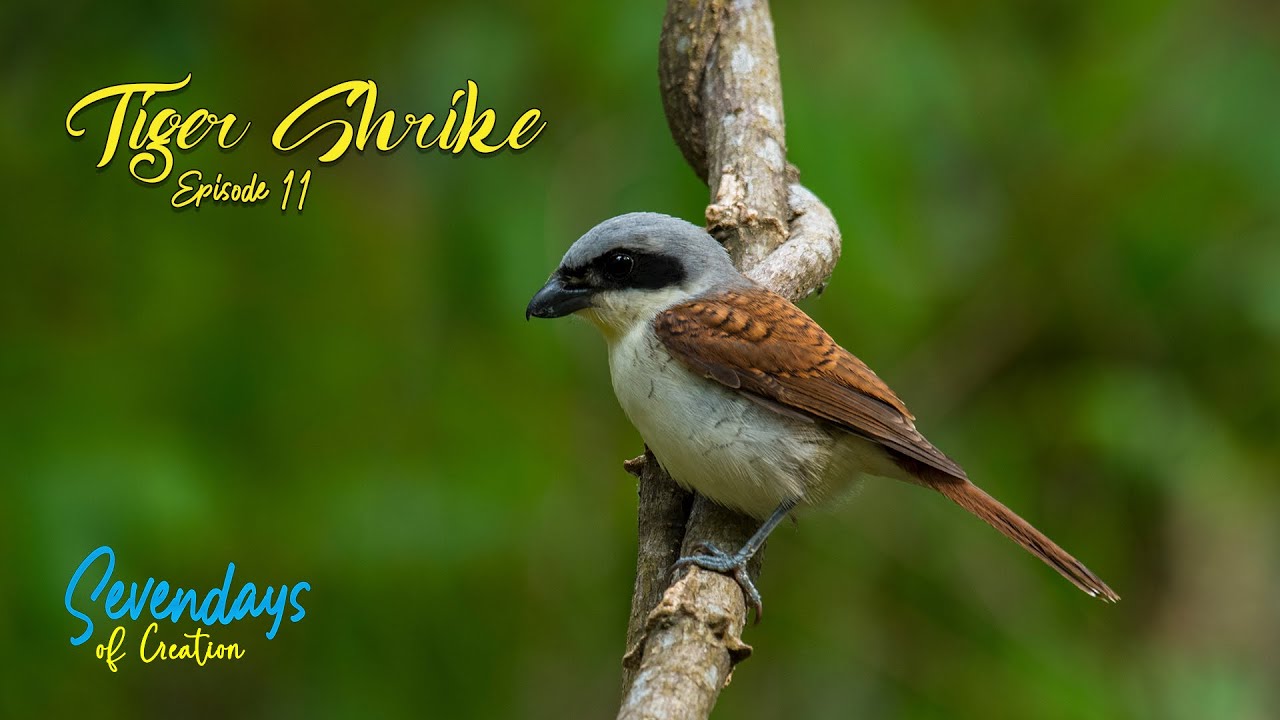 Tiger Shrike (Lanius tigrinus)