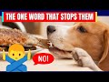 How to Stop Your Dog From Counter Surfing (Fast & Humane)