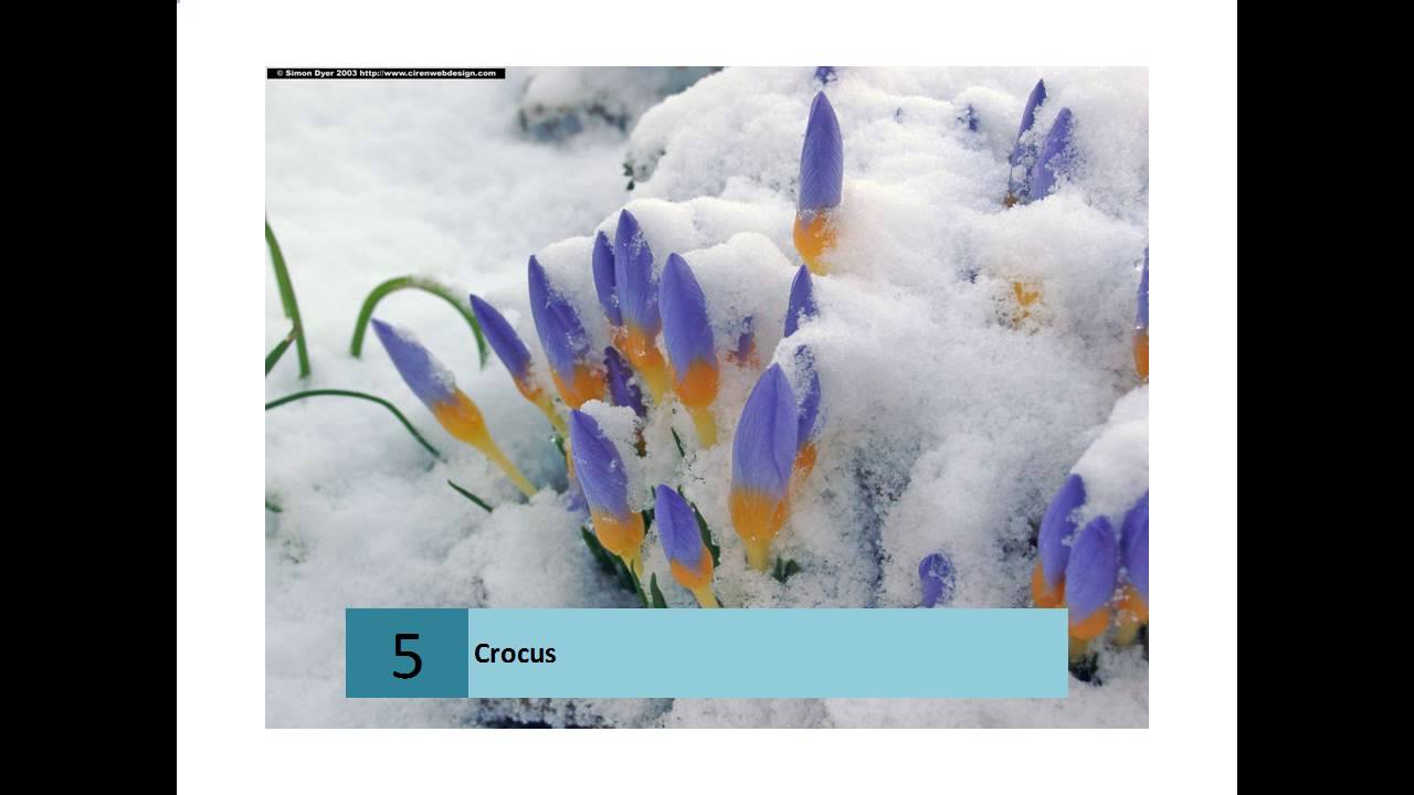 Crocus