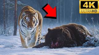 Belgesel Kaplan Vs Ayi Vahşî Savaş Nihayet Rusyada Görüntülendi?