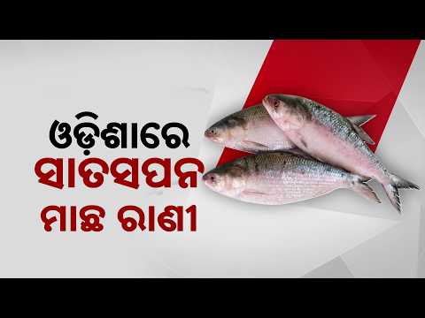 Hilsa Price Skyrockets In Odisha: 1800/kg! Why Fish Is Disappearing From Paradip Coast?