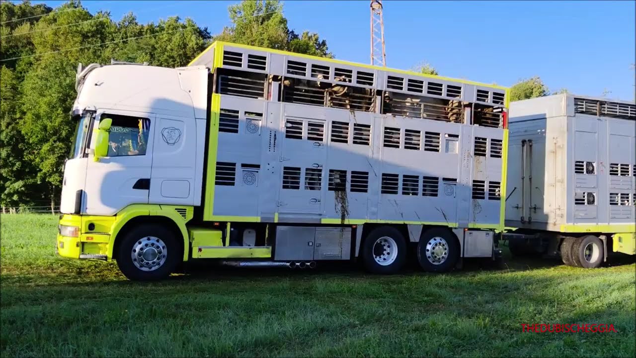 ARRIVA IL BESTIAME ALLA FIERA " D'LA MADONA " A VICOFORTE (CN) SAB. 6 - 9 - 2025.