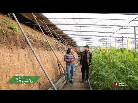 როგორ გახდა გადაცემა „ფერმა“ ჩინური სათბურის შექმნის გზამკვლევი დამწყები ფერმერისთვის