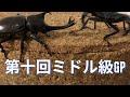 カブトムシクワガタ最強決定戦 第10回ウェルター級GP(旧ミドル級)