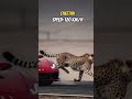 Top 3 Fastest Animals ⚡ You Won’t Believe #1!