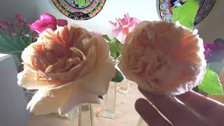 Geneviève Orsi, Baronne Rotschild And A little Duel Between Two Roses
