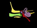 Sensory Transduction Assignment 2 Sensory Transduction Assignment 2