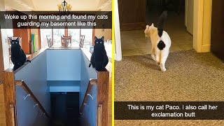 Cat Snapchats That Are Impawsible Not To Laugh At - Part 2