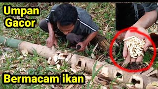 Easy way to find bamboo worm fishing bait