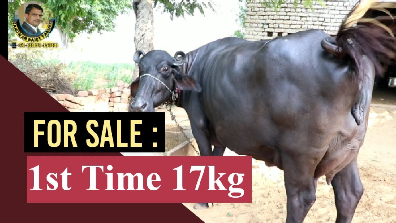 FOR SALE : Murrah Buffalo big udder and beautiful Buffalo