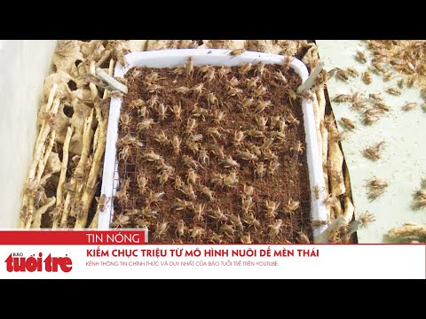 Video Kiếm chục triệu từ mô hình nuôi dế mèn Thái - youtube
