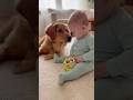 【天才犬】赤ちゃんのピンチを瞬時に察したゴールデンレトリーバー🐶👶 Genius Dog/ A Golden Retriever Instantly Senses a Baby’s Trouble