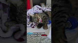 #животные #питомцы #психологияжизни  #cat  #pet #эмоционально