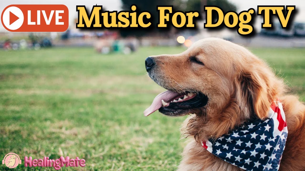 🔴Dog TV Music🎵🐶Calming Music for Dogs🐶💖Separation Anxiety Relief💖🦮Deep Sleep Music for Dogs🔴18