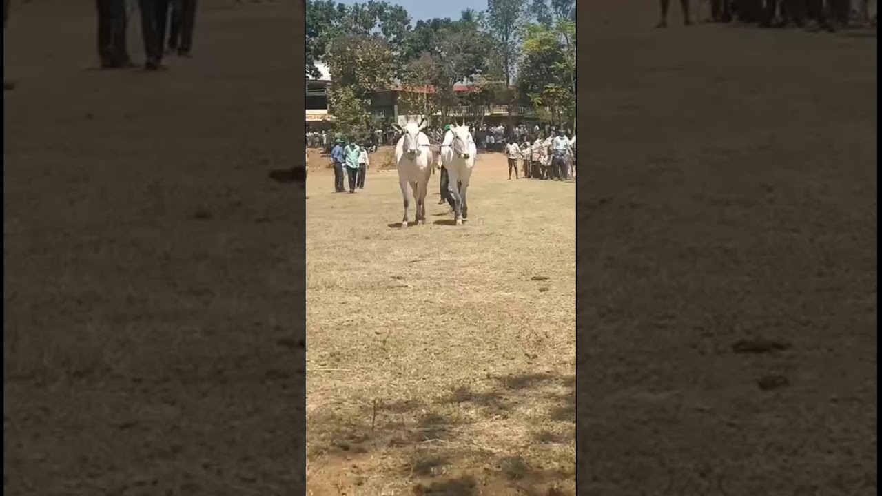 Most Beautiful Hallikar Ox Pair