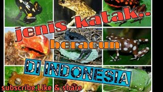 Download Lagu jenis katak, | jenis katak beracun di indonesia MP3